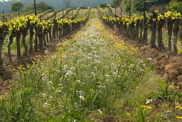allee de vigne avec fleurs sauvages