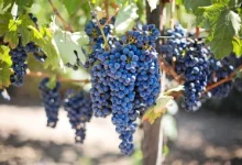 Raisin-vin-de-Gaillac